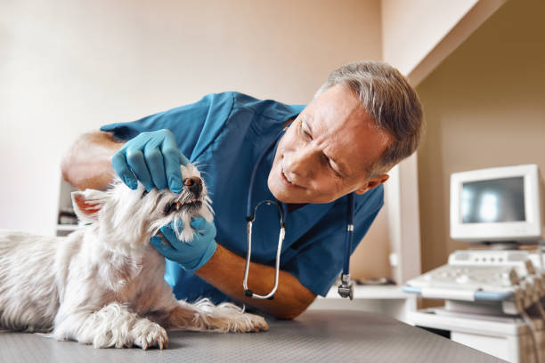 Best Emergency Tooth Extraction in Manchester Center, VT